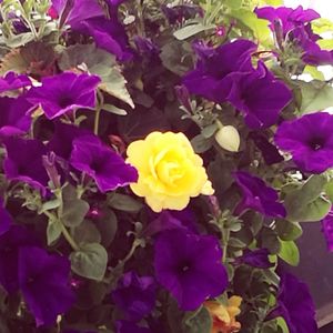 Close-up of yellow rose in park