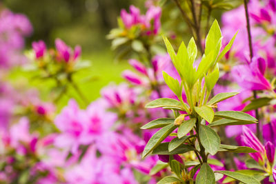 Blooming azalea flowers, pink and purple flowers in spring, beauty in nature in the garden.