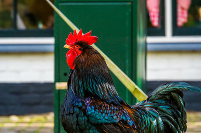 Close-up of rooster