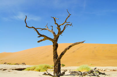 Bare tree on desert against clear blue sky