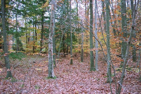 TREES GROWING IN FOREST