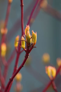 Close-up of flowering plant