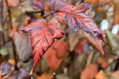 Close-up of dry maple leaves on tree