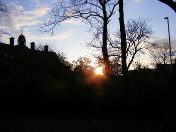 Silhouette of trees at sunset