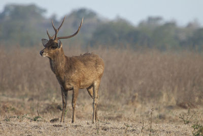 Deer standing on field