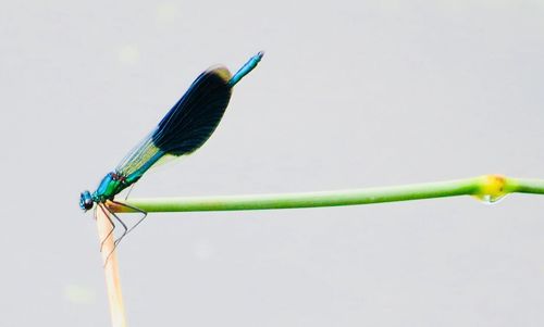 Close-up of a bird