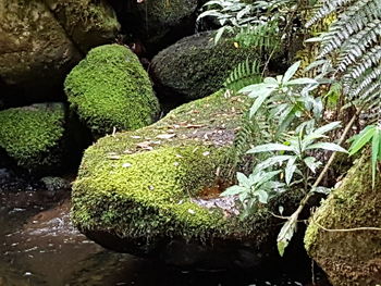 Close-up of fresh green plants in water