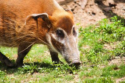 Close-up of an animal on field 