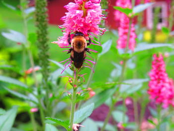 Close-up of bee on flower