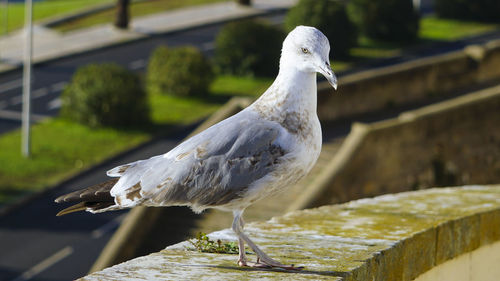 Close-up of seagull perching on railing