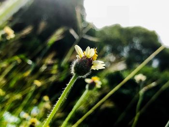 Close-up of yellow flower