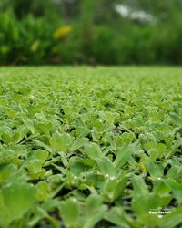 Close-up of green leaves on land