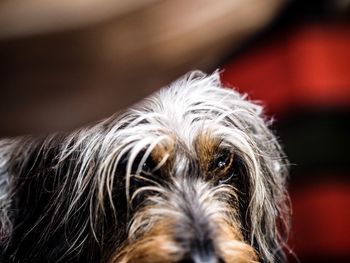 Close-up portrait of a dog