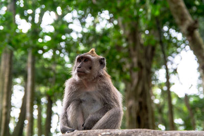 Close-up of monkey sitting against tree