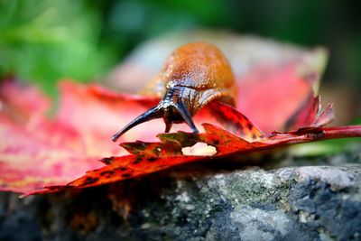 Close-up of insect on red leaf