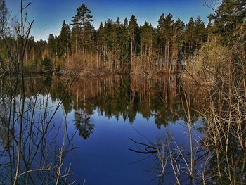 Reflection of trees in lake