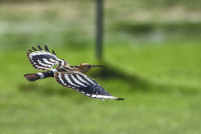 Close up of a bird