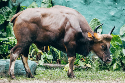 Ox at malaysia national zoo.