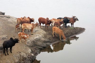 Cows standing by lake against sky