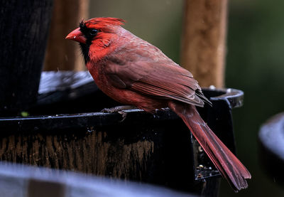 A male northern cardinal on the backyard bird feeder