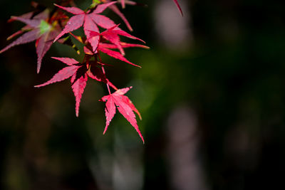 Close-up of maple leaves