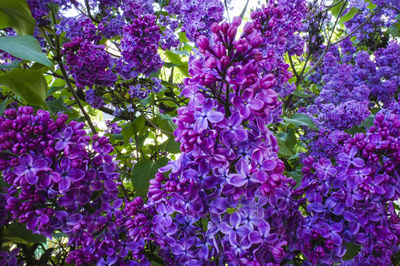 Low angle view of purple flowers blooming on tree