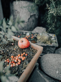 Close-up of fruits on plant