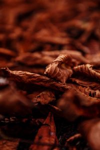 Close-up of dried autumn leaves