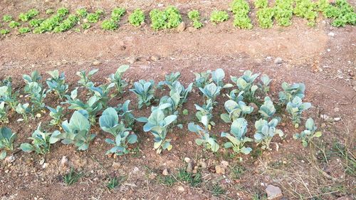 High angle view of plants growing on field