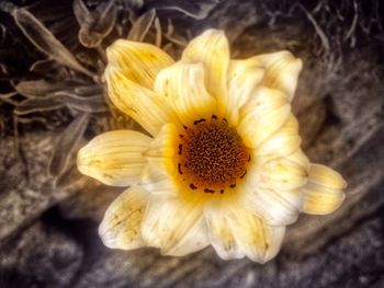 Close-up of yellow flower