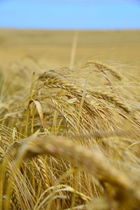 Close-up of wheat