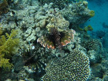 Close-up of coral swimming in sea