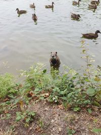 High angle view of ducks in lake