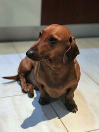 Dog sitting on floor at home