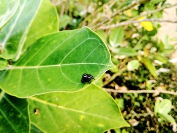 Close-up of insect on leaf