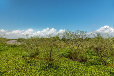 Scenic view of field against sky