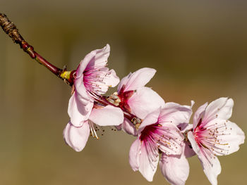 Close-up of pink flowers on tree