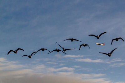 Low angle view of silhouette birds flying against sky