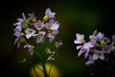 Close-up of flowers blooming outdoors