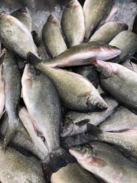 High angle view of fish for sale in market