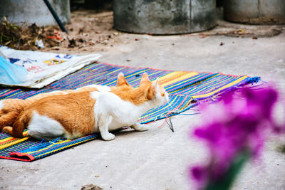 High angle view of cat