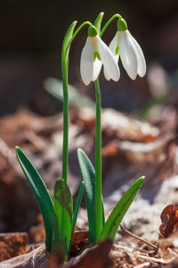 Close-up of white flowering plant