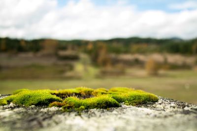 Close-up of lizard on field against sky