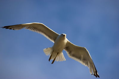 Low angle view of seagull flying in sky