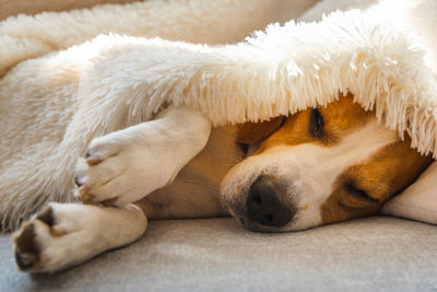 Close-up of dog sleeping on bed at home