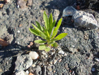 High angle view of plant growing on rock