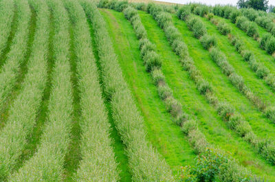 Scenic view of agricultural field