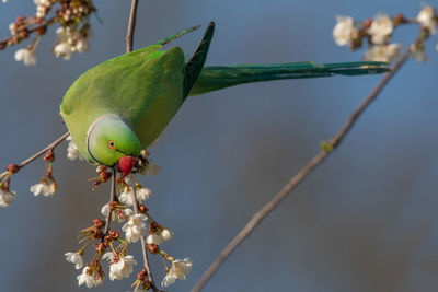 Close-up of green leaves on branch