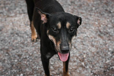 Close-up portrait of black dog