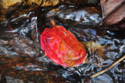 High angle view of autumn leaves in water